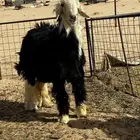 مشروع فحل جذع نجدي ( تم البيع )