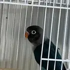 ثلاث طبات فيشر
