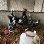 طقم دجاج بلدي بوران