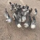 دجاج فيومي