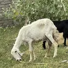 شاه حليب فقط ( تم البيع )