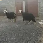 نجد حيل للبيع