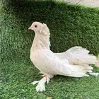 (تم البيع ) ليمون الواضح ذكر كرنقو