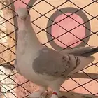 حمام زينه