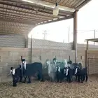 معزا عوارض متابيع