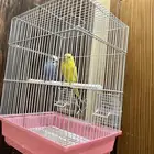 طيور الزينه للبيع مع اكلها