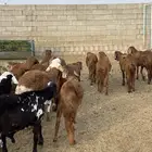 للبيع طليان سواكني حمري