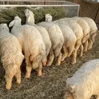 طليان حريات طيبات