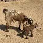 جفار للبيع ولد ومضاريع