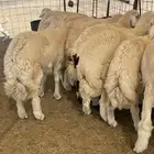 ذبائح حري طليان رخال للبيع جدة طريق بريمان و يوجد حجز و صلخ