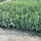 شتلات برية