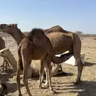 مطلوب حشو حليب خيبر وضواحيها