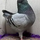 ( تم البيع ) كنق بلوبار