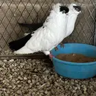 جوز هلمت
