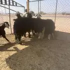 تم لبيع الله يبارك الشاري