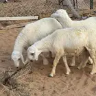 يوجد لدينا ذبايح حري