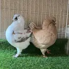 (تم البيع ) جوز كنق مستوى حلو