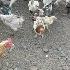 دجاج بياض
