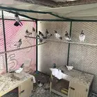 حمام باكستاني جمله