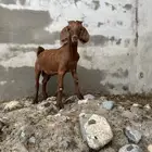 كلهاري تم البيع