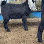تم البيع ذبايح تيوس