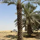 جثايث سكري واخلاص