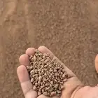 بطحاء حائل