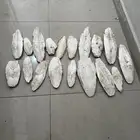 حبار لطيور