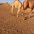 حاشي خمس شهور
