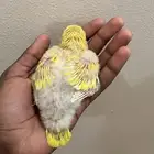 فرخ كويكر لاتينو ( تم البيع )