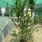 ليمون بن زهير من مشاتل التكامل الخضراء 0533351329