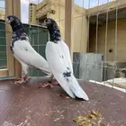 حمام تيدي صافي