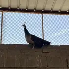 للبيع اجواز طاووس منتجه