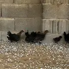 صوص فيومي اصفر