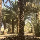 للبيع نخل طوال