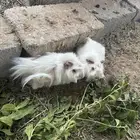 ذكر وانثى وبر