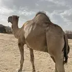 بعير احمر