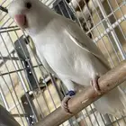 ذكر روز البينو (منتج) (تم البيع)