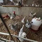 دجاج سبرايت شبابي و نحاسي