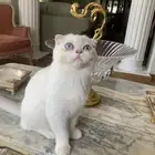 توصيل و نقل الحيوانات