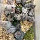 فروخ كنيور .. كويكر