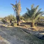 اراضي زراعيه للاستثمار عقود طويله مساحات مختلفه