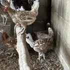 دجاج نقشات