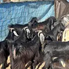 جبل اللوز السرو