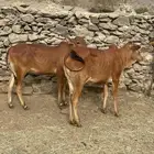 بقر