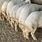 طليان حريات طيبات