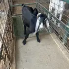 عنز متبع