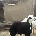 خروف وتيس كفو الكفو