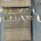فروخ كناري( تم البيع )