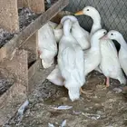 بط بكيني عمر ثلاث شهور